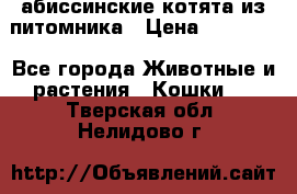 абиссинские котята из питомника › Цена ­ 15 000 - Все города Животные и растения » Кошки   . Тверская обл.,Нелидово г.